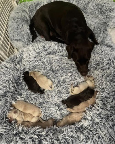 Customer testimonial video