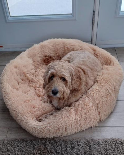 Customer testimonial video