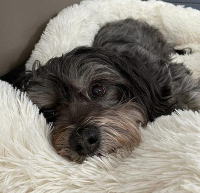 Customer testimonial video